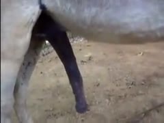 Amateur videographer captured this astounding zoophilia footage a horse with a furious hard-on